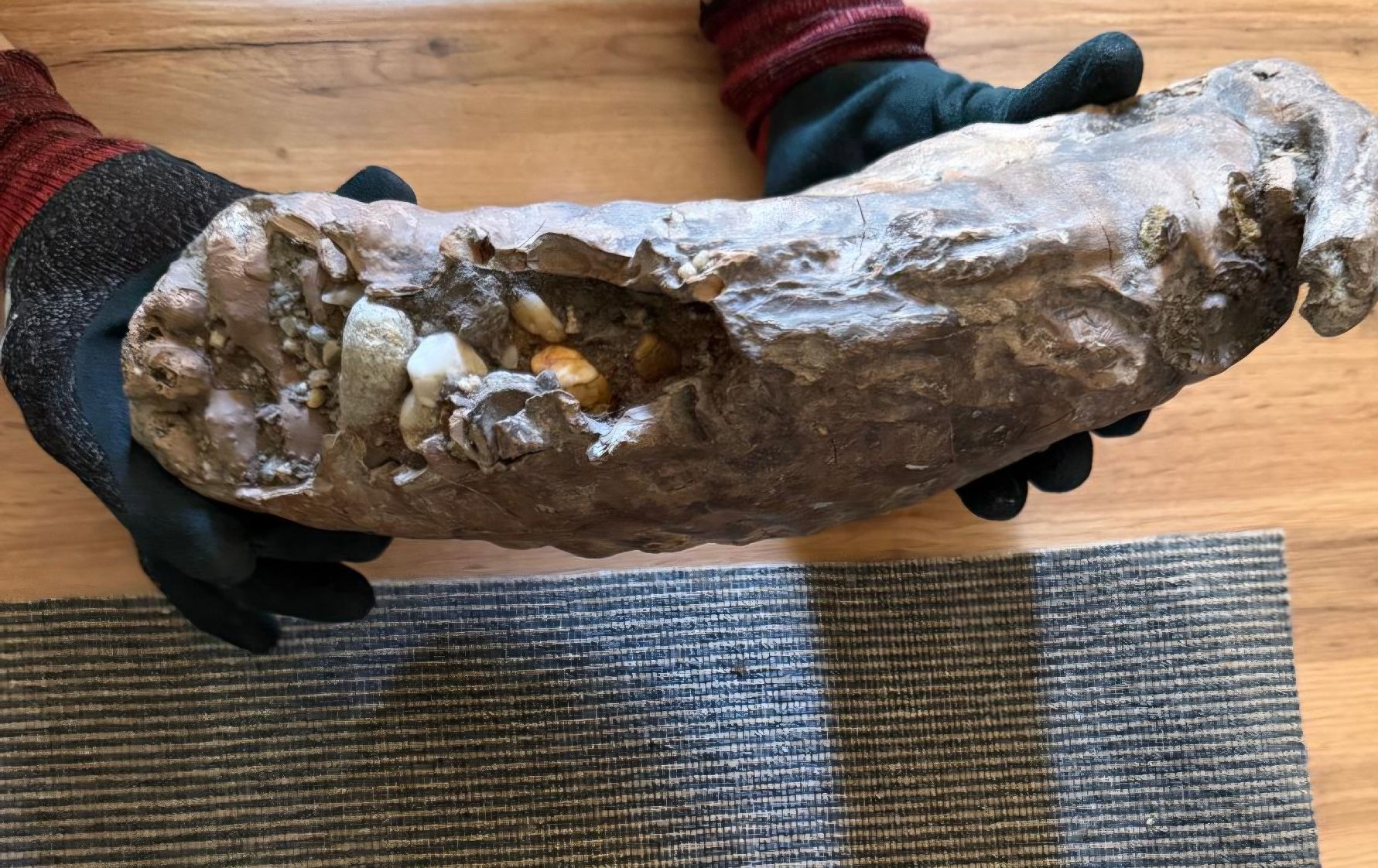 Fossili: mammutzähne – Usato da Zurigo venduto da gmi_2t55 3