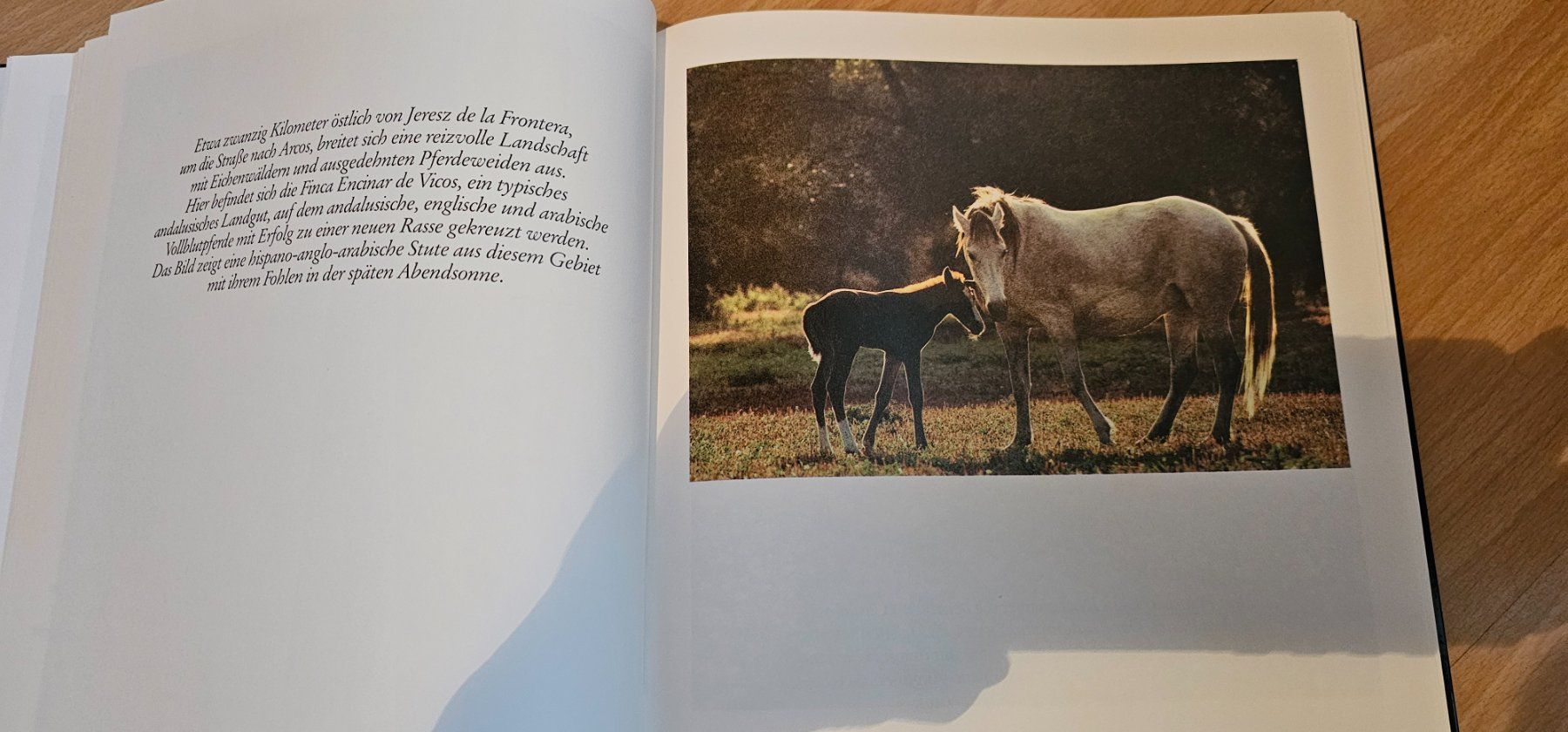 Libri: Erlebnis Pferde – Usato da Tuggen venduto da man_qk6c 4
