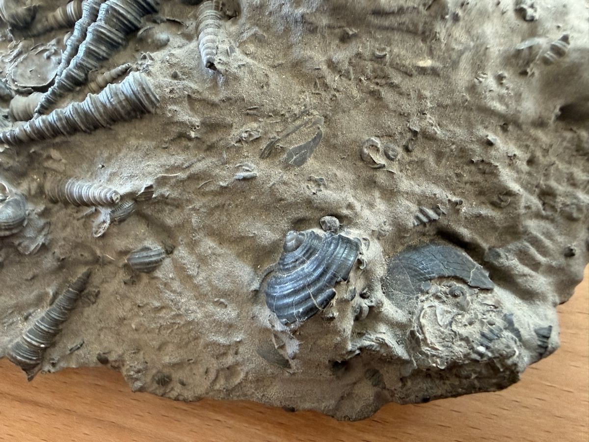 Fossili: Versteinerte Muschelplatte – Usato da Grenchen venduto da Bastet007 4