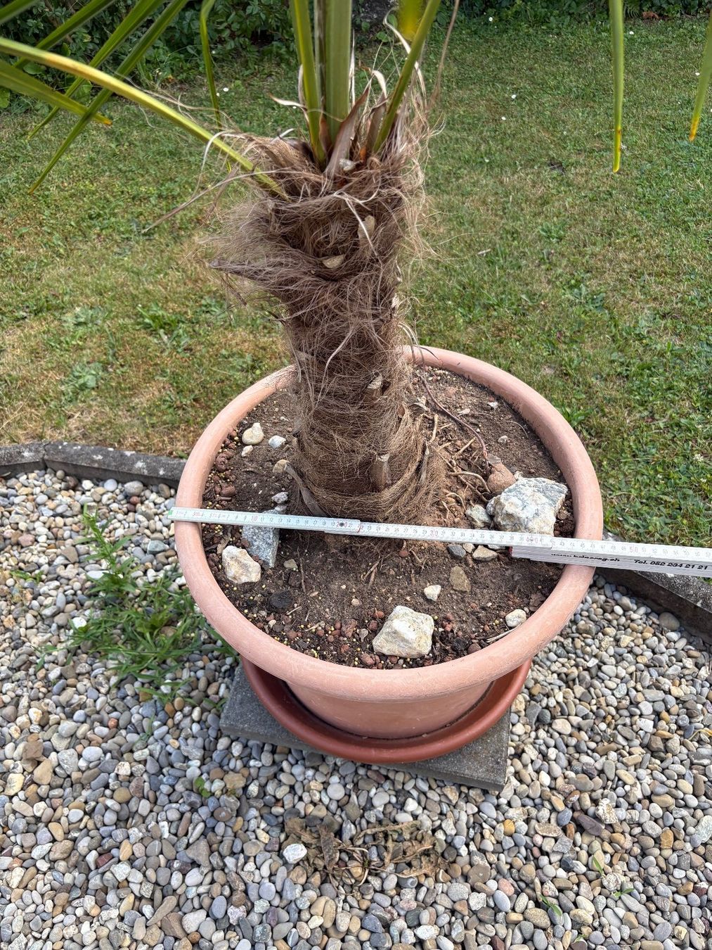 Plantes & graines: Palme – D'occasion à Wiesendangen par plus-minus 2