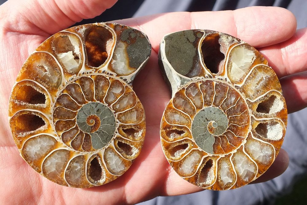 Ammonite mollusque cephalopode fossile grammes wow chf