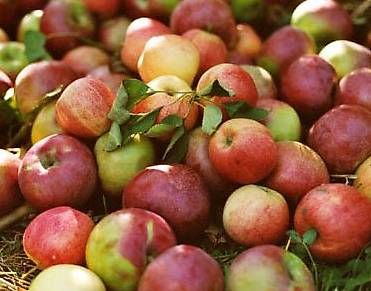 Bevande alcoliche: eau-de-vie diverses "Pomme / Pruneau" – Usato da Chatillon venduto da hidy 1