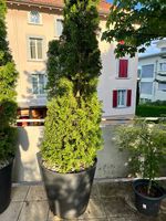 2x Ecopot Amsterdam Wheels Pflanzkbel inkl. 2x Thuja occide (Gebraucht) in  Rdlingen fr CHF 450  nur Abholung auf Ricardo kaufen