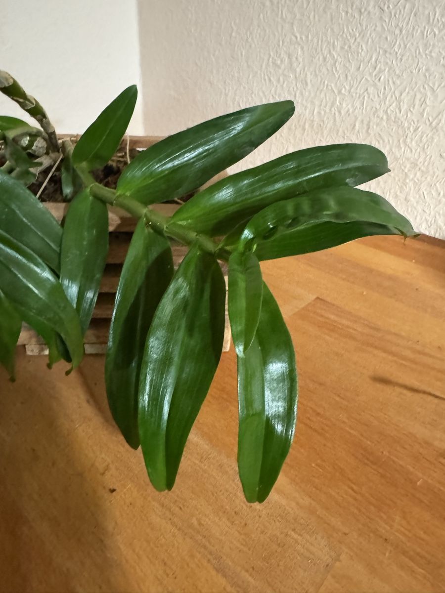 Piante & sementi: Dendrobium – Usato da Männedorf venduto da mrclst 2