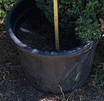 Topfpflanze mit Kübel gebrauchter Zustand