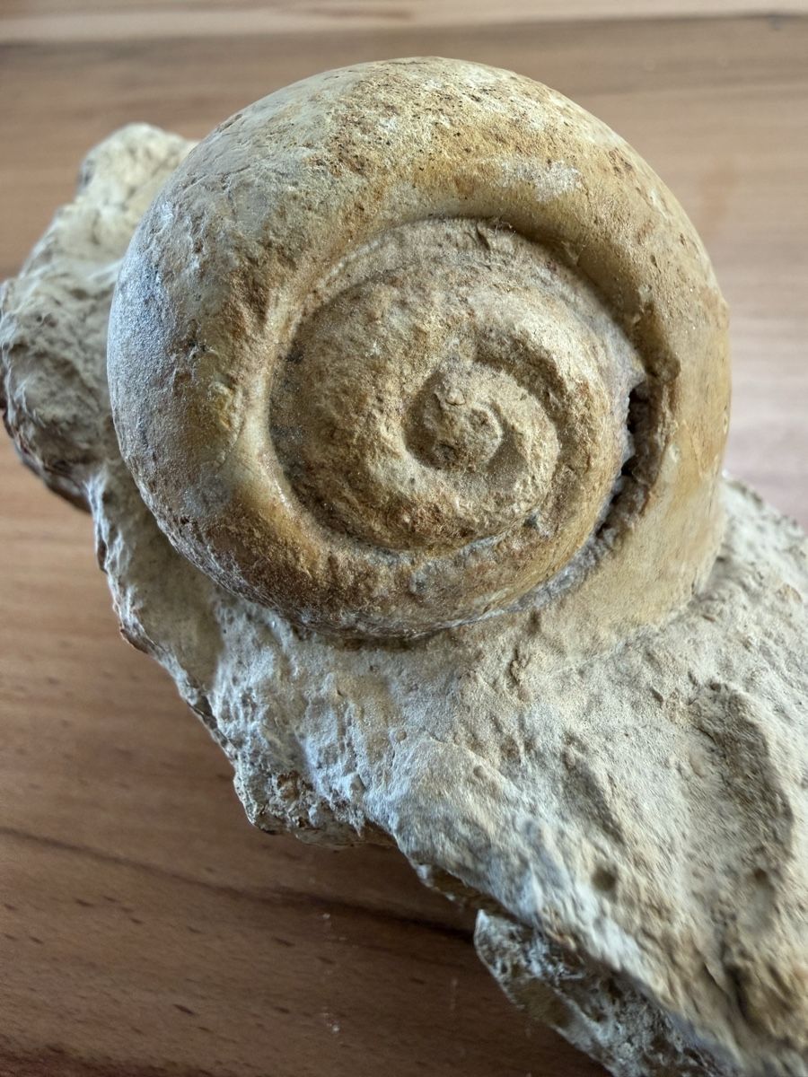 Fossiles: Versteinerte Schnecke – D'occasion à Grenchen par Bastet007 6