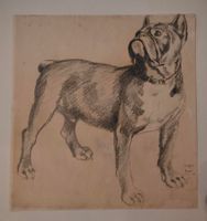 Henry MEYLAN (1895 - 1980) BOULEDOGUE - DESSIN AU CRAYON