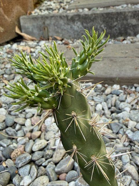 Pflanzen & Samen: Cylindropuntia imbricata Denver weiss / Winterhart – Gebraucht aus Therwil von Tigersunne 1
