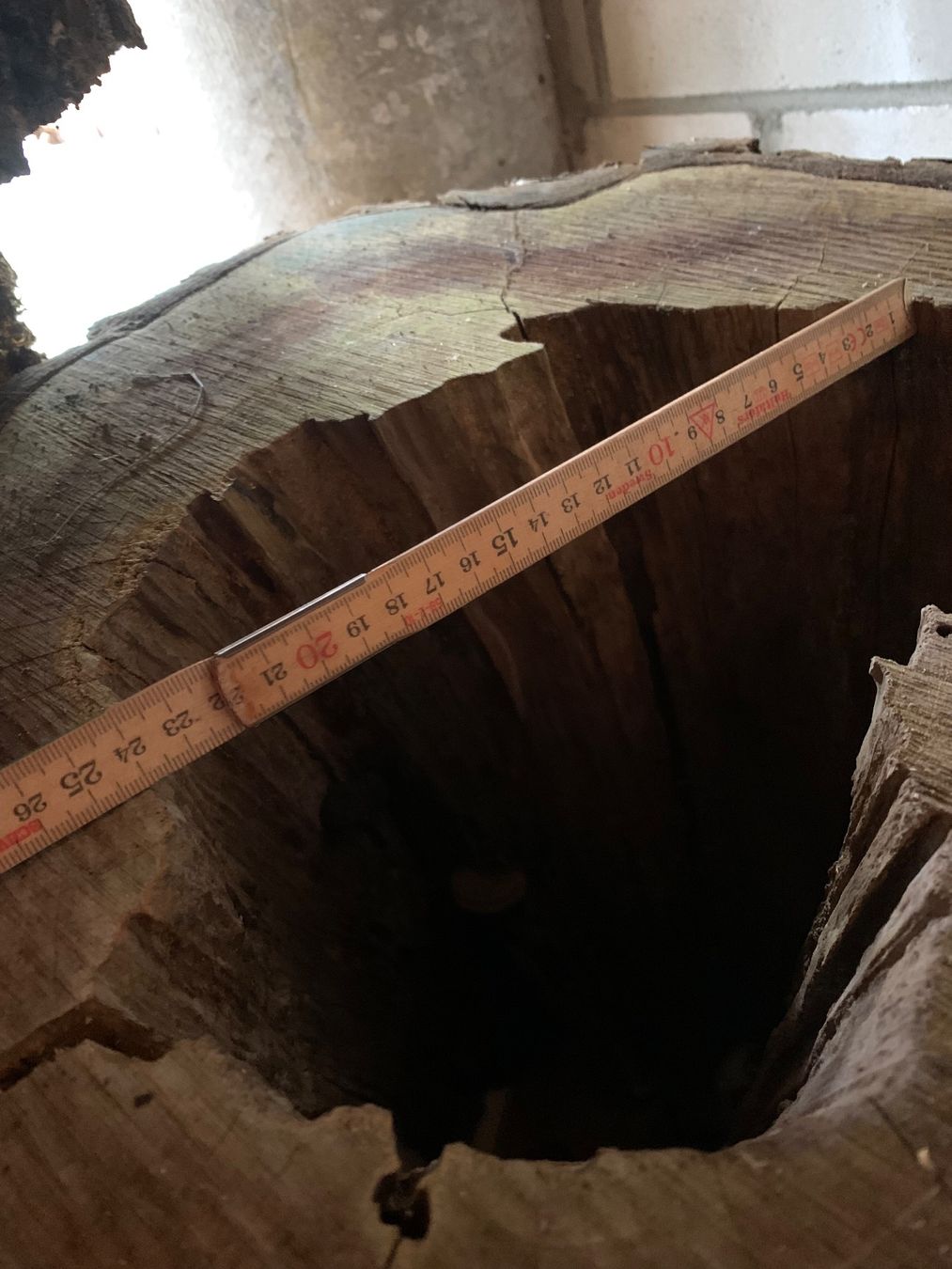 Articoli in legno: Kirschbaum Hohlstamm – Nuovo (secondo la descrizione) da Holziken venduto da Timbergrizzly 4