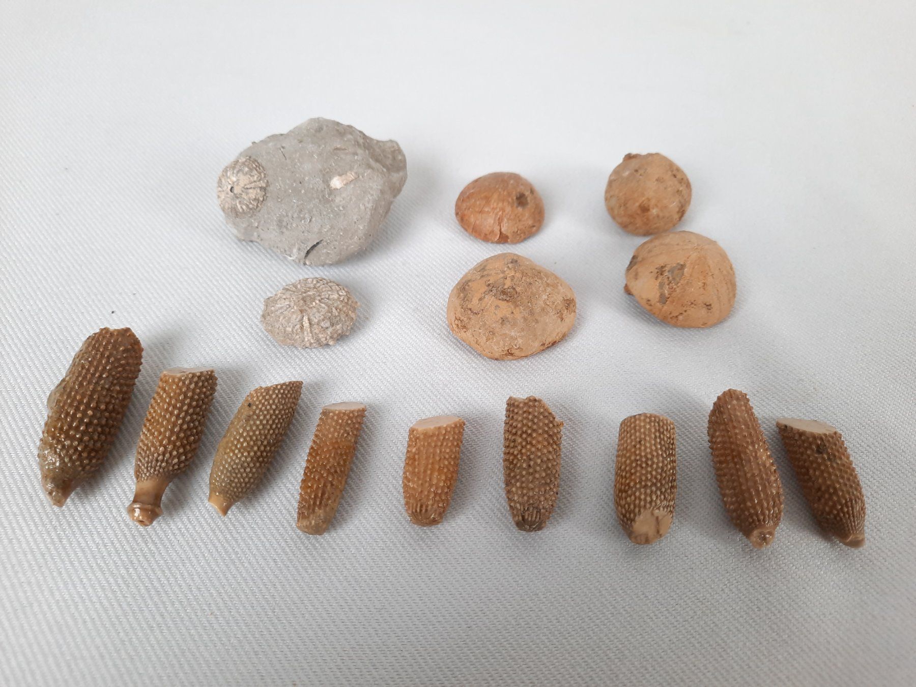 Fossiles: Fossile Seeigel – D'occasion à Beinwil am See par Restwert_Beinwil