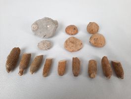 Fossile Seeigel