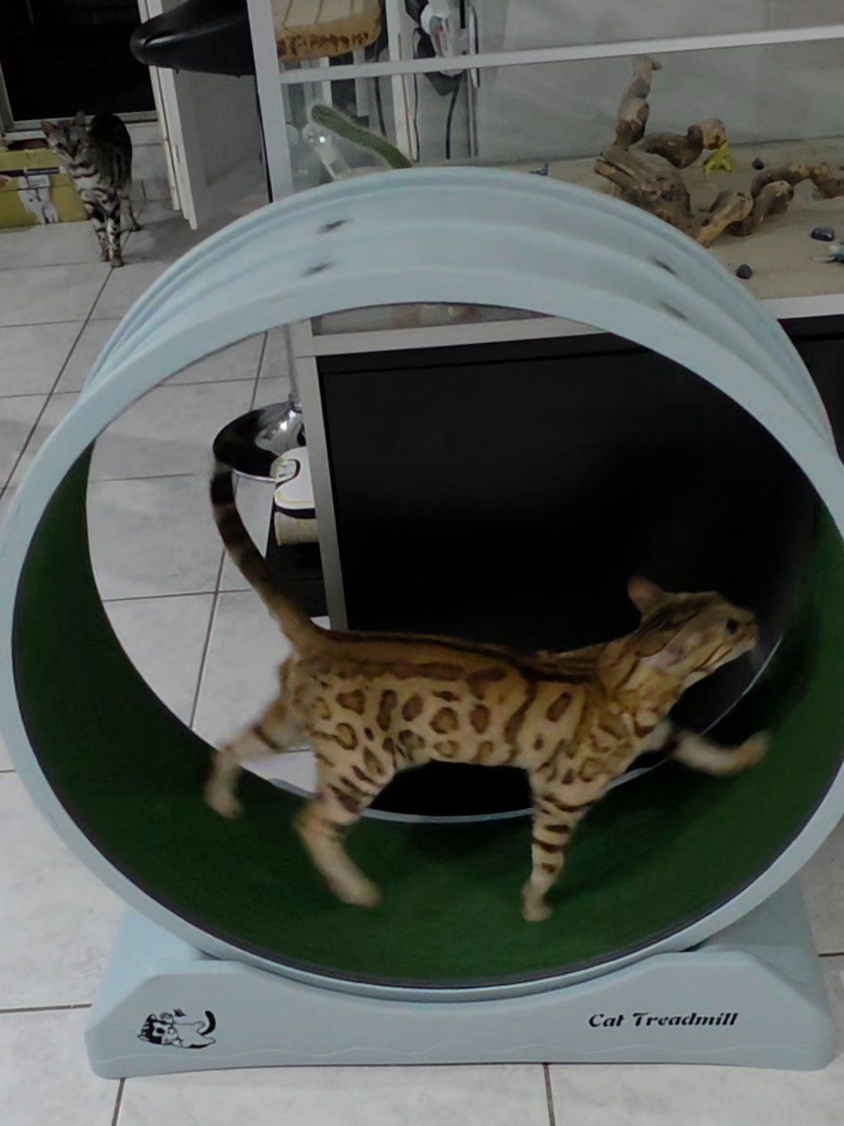 Tiragraffi: Katzenlaufrad – Usato da sursee venduto da lex-angel