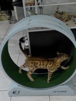 Katzenlaufrad