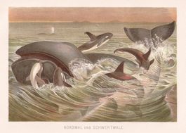 NORDWAL & SCHWERTWALE, WAL, LITHOGRAPHIE UM 1900