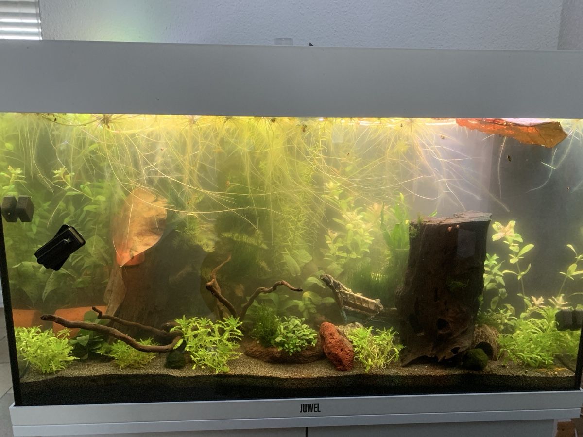 Juwel Aquarium: Juwel Rio 125 Liter Aquarium – D'occasion à Bilten par giudy 7