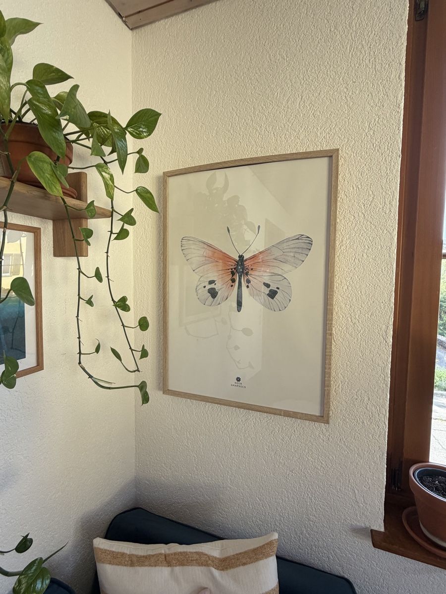 Poster & Bilder: Gerahmtes Bild Schmetterling – Gebraucht aus Birsfelden von jan_2p29 1