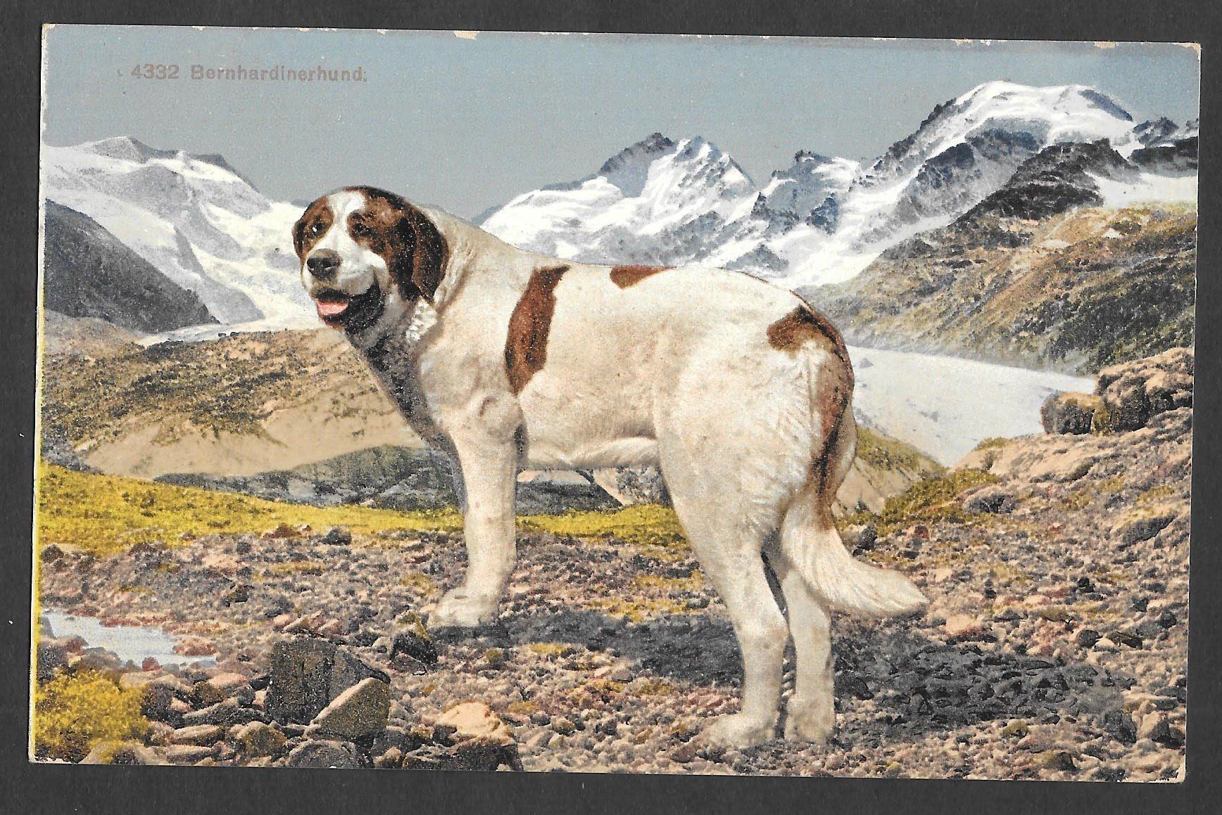 Cartoline postali: Bernardiner-Hund – Usato da Olten venduto da clotaldi