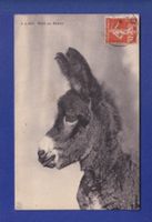 Bébé ANE au Salève