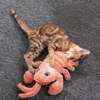Interaktives Garnelen-Spielzeug Hunde/Katze🦐✨Jouet Crevette