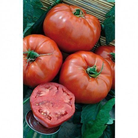 Piante & sementi: 30 Samen HEINZ 1350 Tomate – Nuovo (secondo la descrizione) da Ehrendingen venduto da VerveinaSamen 4