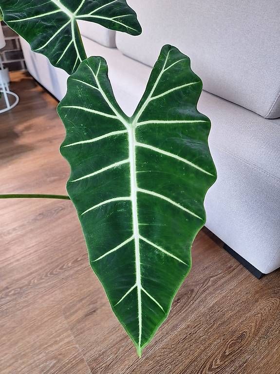 Pflanzen & Samen: Alocasia – Neu und originalverpackt aus Winterthur von fam_hx 2