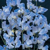15 Samen SPENCER BLUE RIPPLE Duftwicke