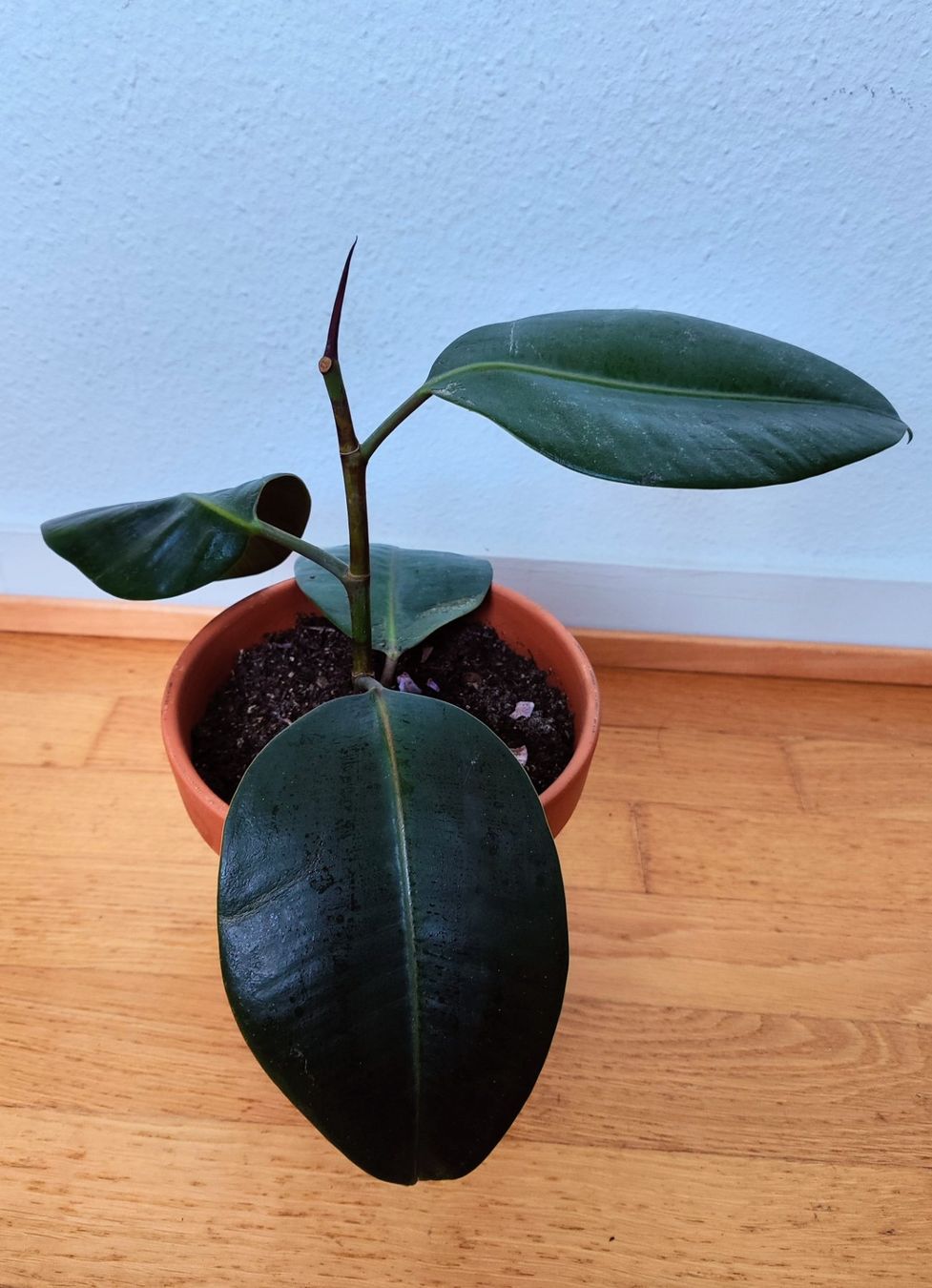 Piante & sementi: Ficus Elastica – 45 cm avec pot – Usato da Carouge GE venduto da for_8yym