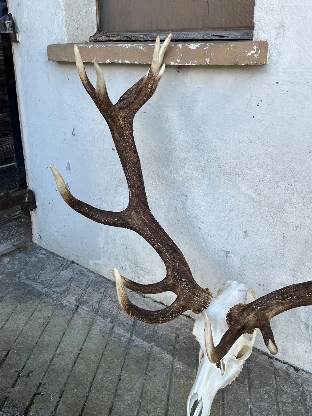 Altre raccolte & rarità: Hirsch Geweih 11,7 Kg riesig! – Usato da Vaduz venduto da Vella007 2