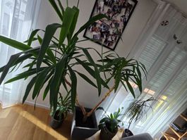 Blumen zur Spende (gratis bem abholen)