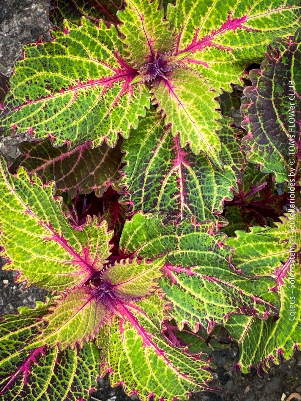 Pflanzen & Samen: Buntnessel - Coleus - rund 60cm Stämmchen – Neu und originalverpackt aus Adliswil von astom369 5