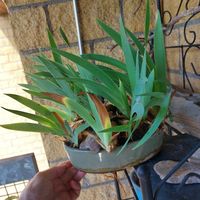 blaue Lilien, schlanke Blüte suchen Garten