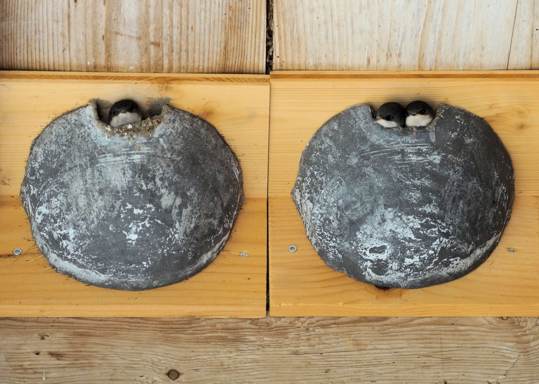 Casette per uccelli: Schwalbennester Mehlschwalbennester Brutnester Vogelhaus – Nuovo (secondo la descrizione) da Süderen venduto da paeng007