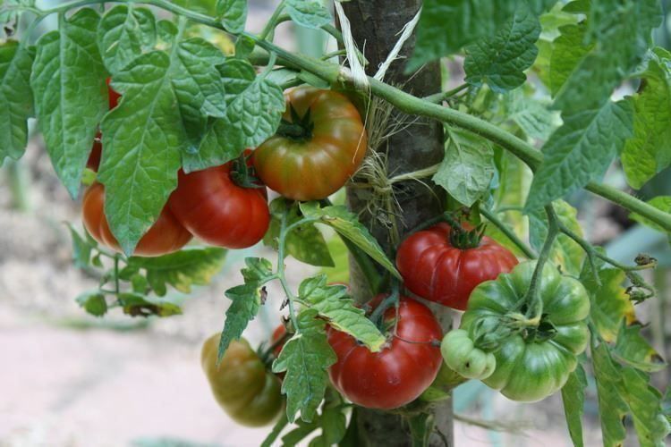 Pflanzen & Samen: Tomate Corrogo du Sénégal 10g – Neu (gemäss Beschreibung) aus Bremblens von FIBONACCI369 1