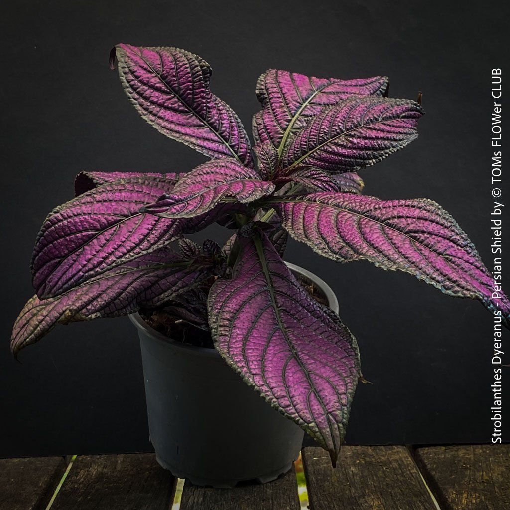 Piante & sementi: Strobilanthes Dyeranus - einfach nur Blattkunstwerk – Nuovo e nell'imballaggio originale da Adliswil venduto da asTOMas963 9