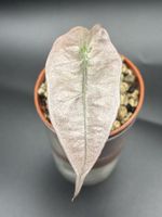 Alocasia Amazonica Mint Variegata (1-5)