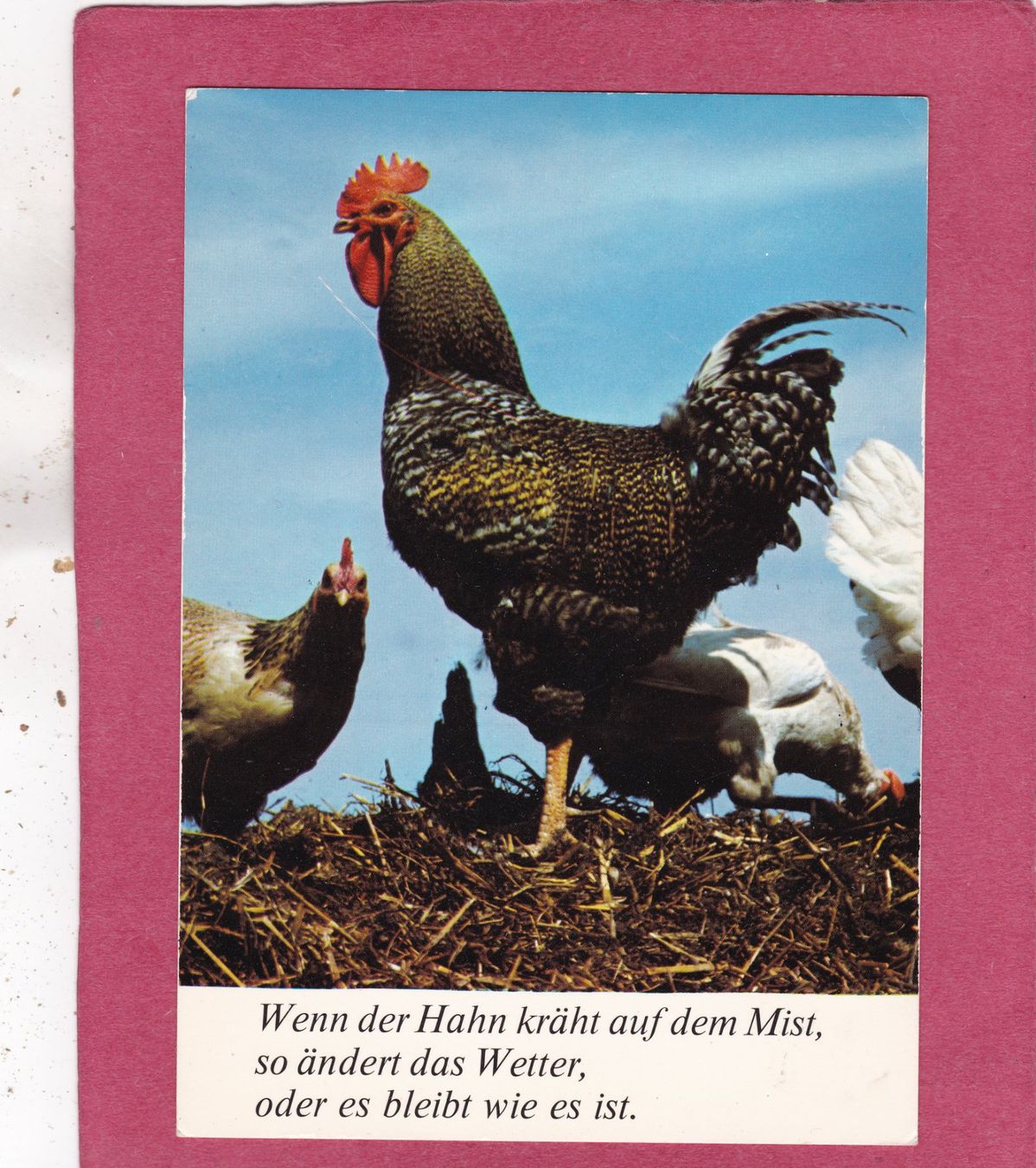 Cartoline postali: Kitsch Hahn  Wenn der Hahn kräht  .....   1975 – Usato da Herisau venduto da Lisegrat2008