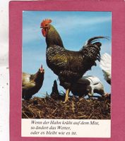 Kitsch Hahn  Wenn der Hahn kräht  .....   1975