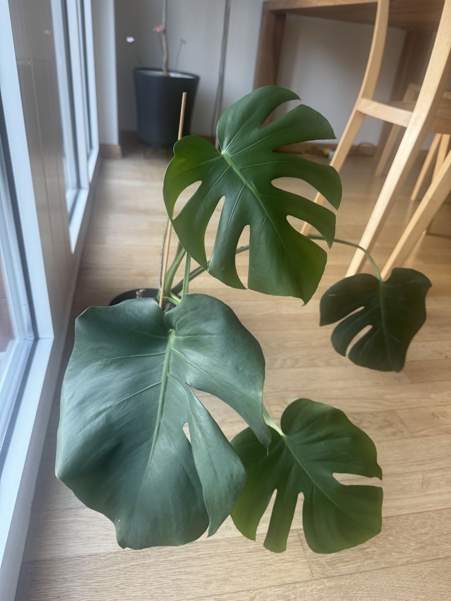 Pflanzen & Samen: Monstera Deliciosa Zimmerpflanze – Gebraucht aus Zug von arlettek_ 1