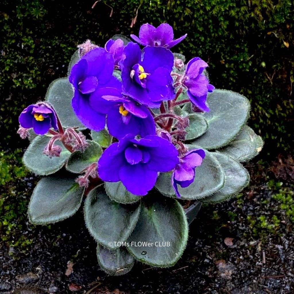 Piante & sementi: Saintpaulia Ionantha / African Violet – Nuovo e nell'imballaggio originale da Adliswil venduto da astom369 5