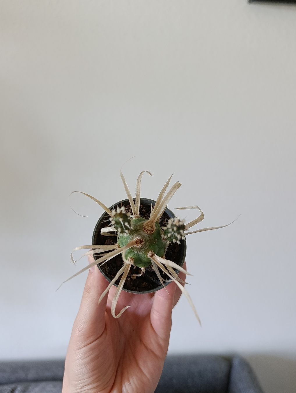 Plantes & graines: Mini Kaktus – D'occasion à Baar par L.isa28 2