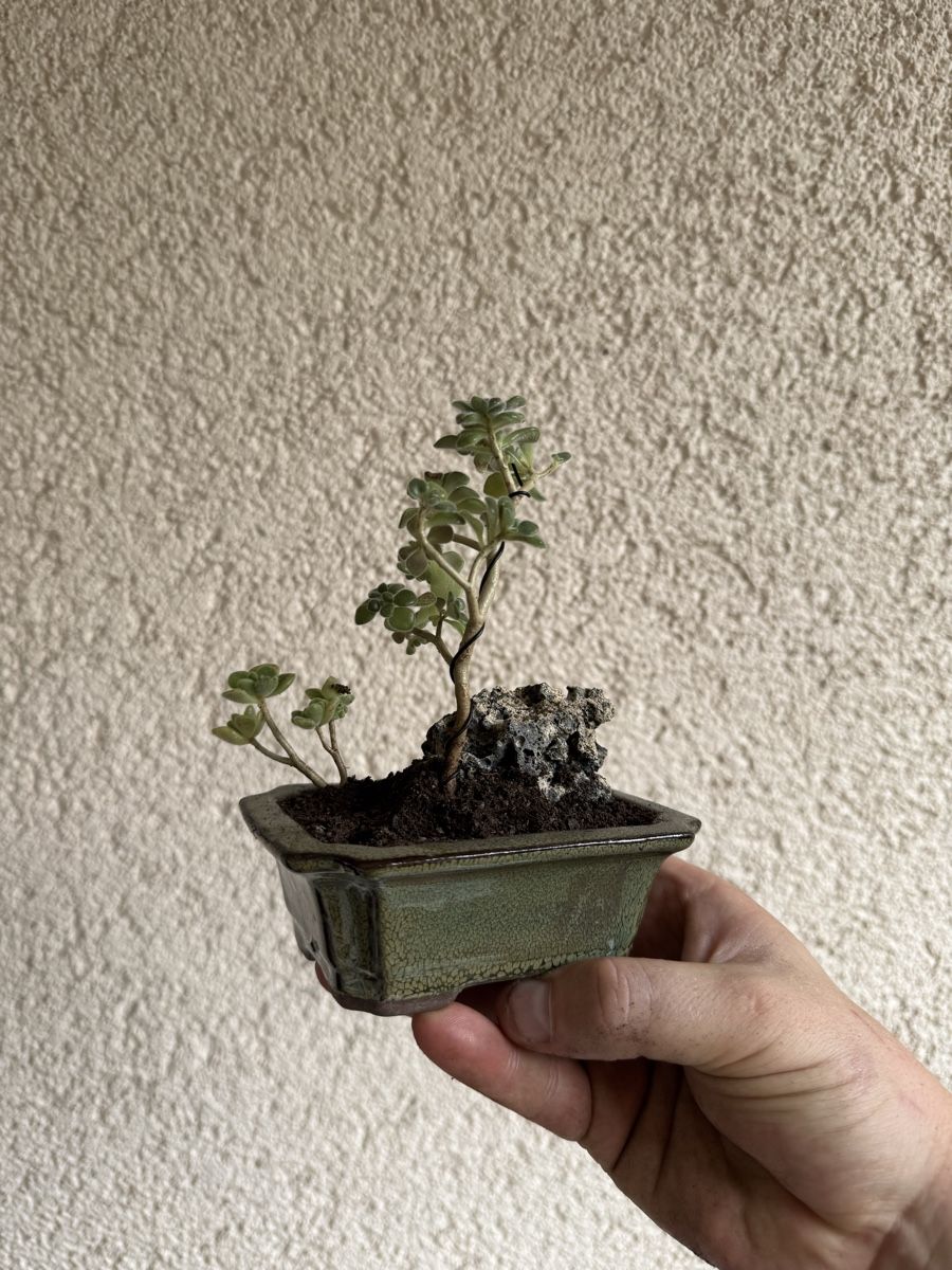 Piante & sementi: Kleiner Sukkulenten Bonsai – Usato da Rümlang venduto da Gruseh.ch