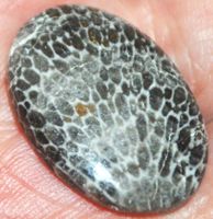 Cabochon L-1825 – Schwarze Fossil Koralle 26x18mm