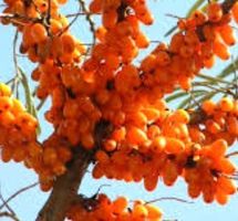 XL 50 cm ↕️  Sanddorn "HIPPOPHAE RHAMN"  Friesdorfer Orange‪