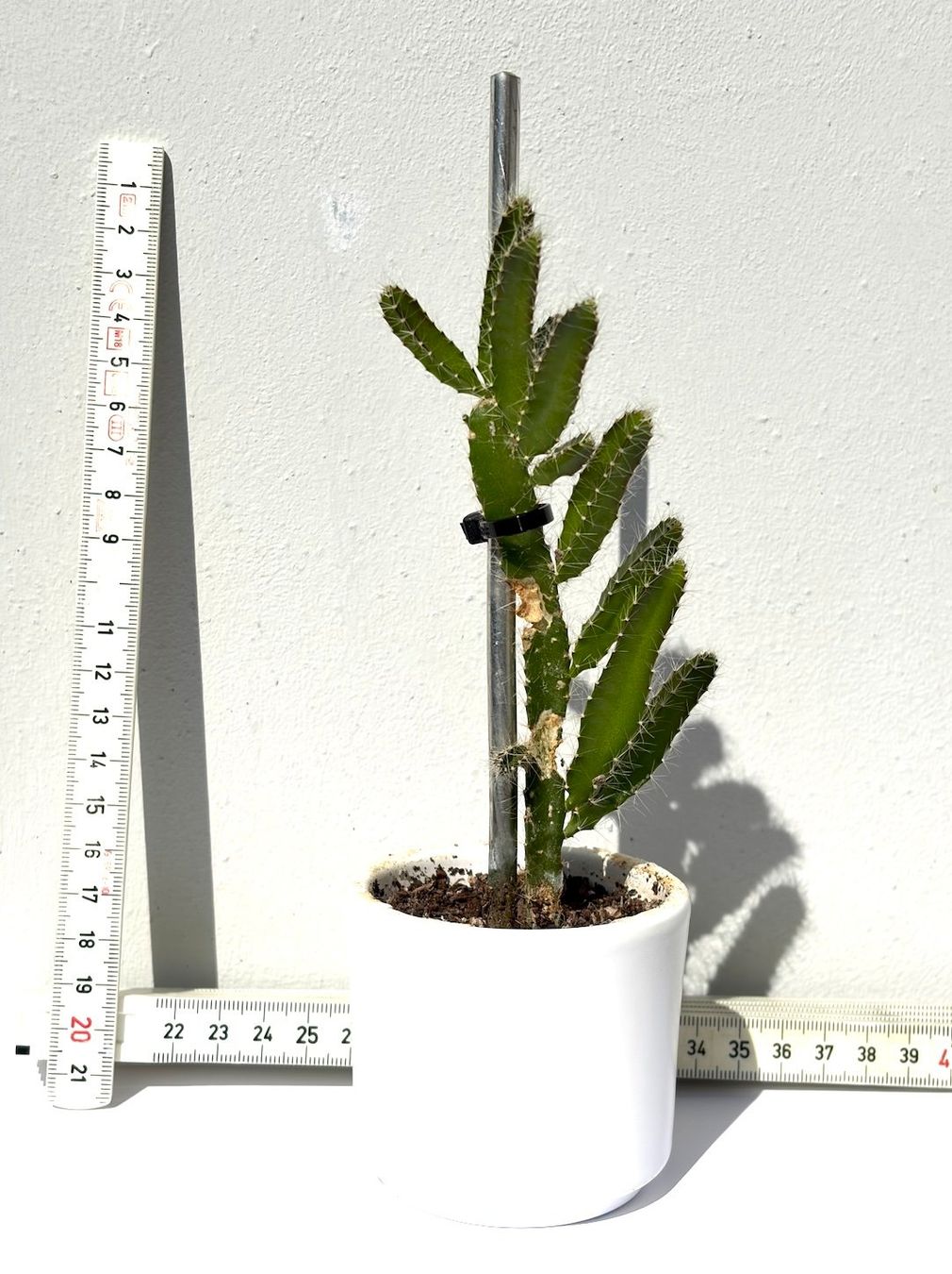 Pflanzen & Samen: Drachenfrucht-Pflanzen, (rotfleischige Drachenfrucht) – Gebraucht aus Boll von NRie
