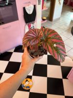 Begonia brevirimosa plante d’intérieur
