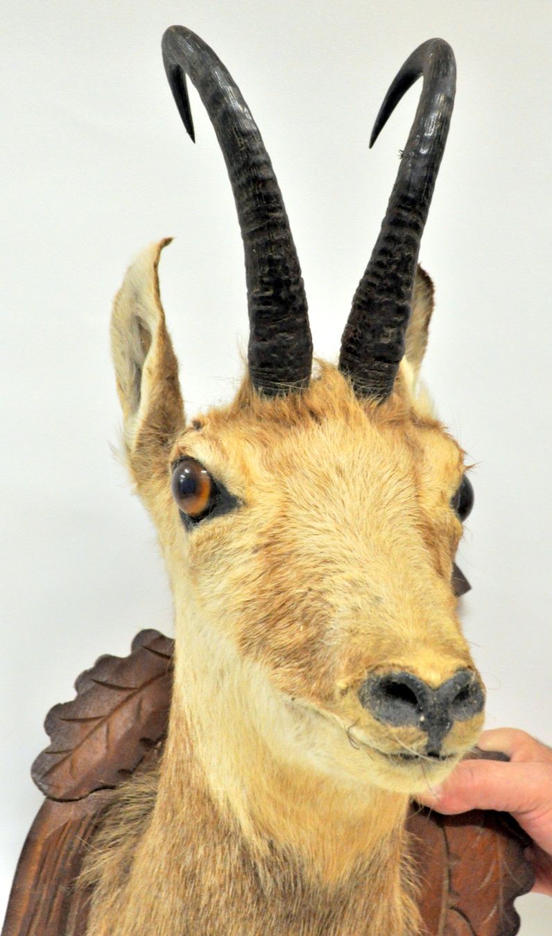 Il mondo degli animali: Tête de chamois naturalisée – Usato da Neuchâtel venduto da Neuchatel 1