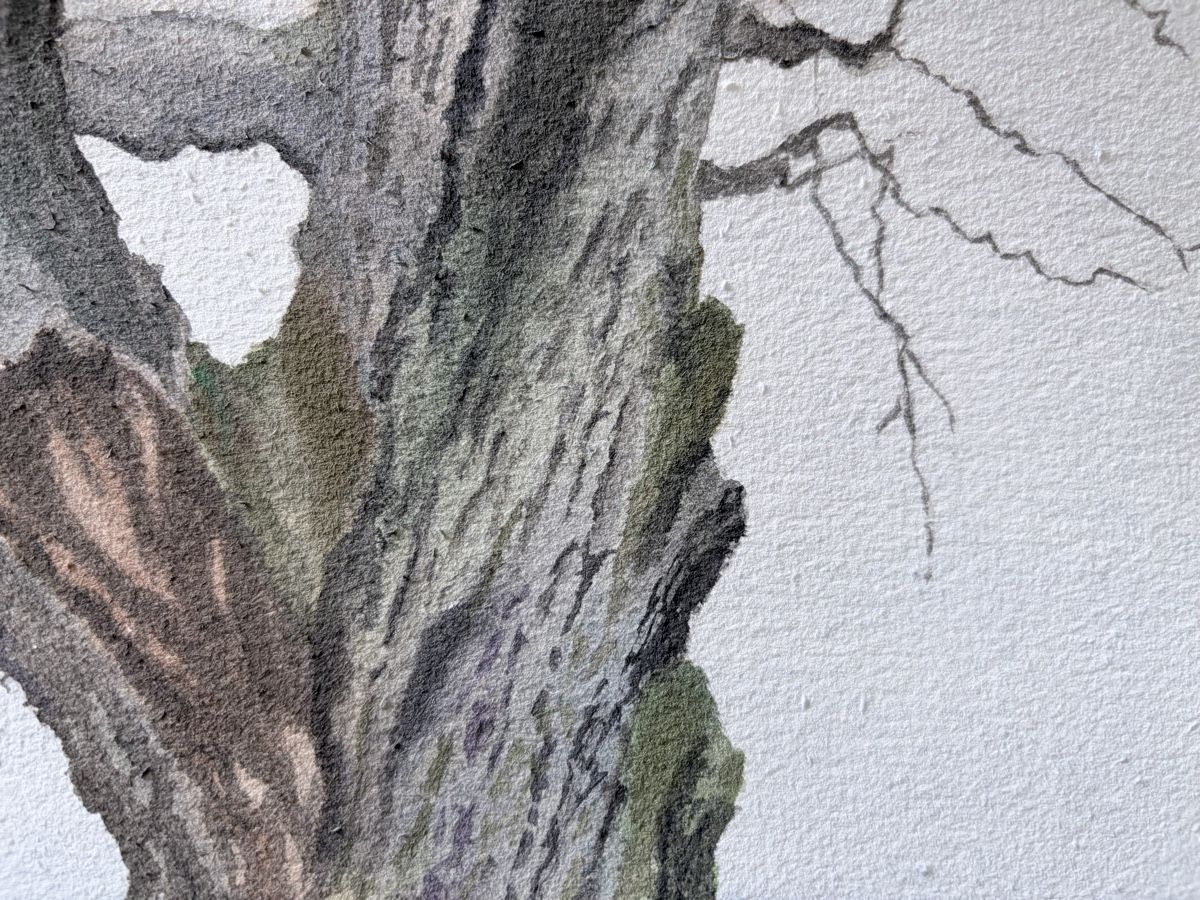 Gemälde: Die alte Eiche. Aquarell 2026. – Neu (gemäss Beschreibung) aus Meggen von My_art_for_you 2