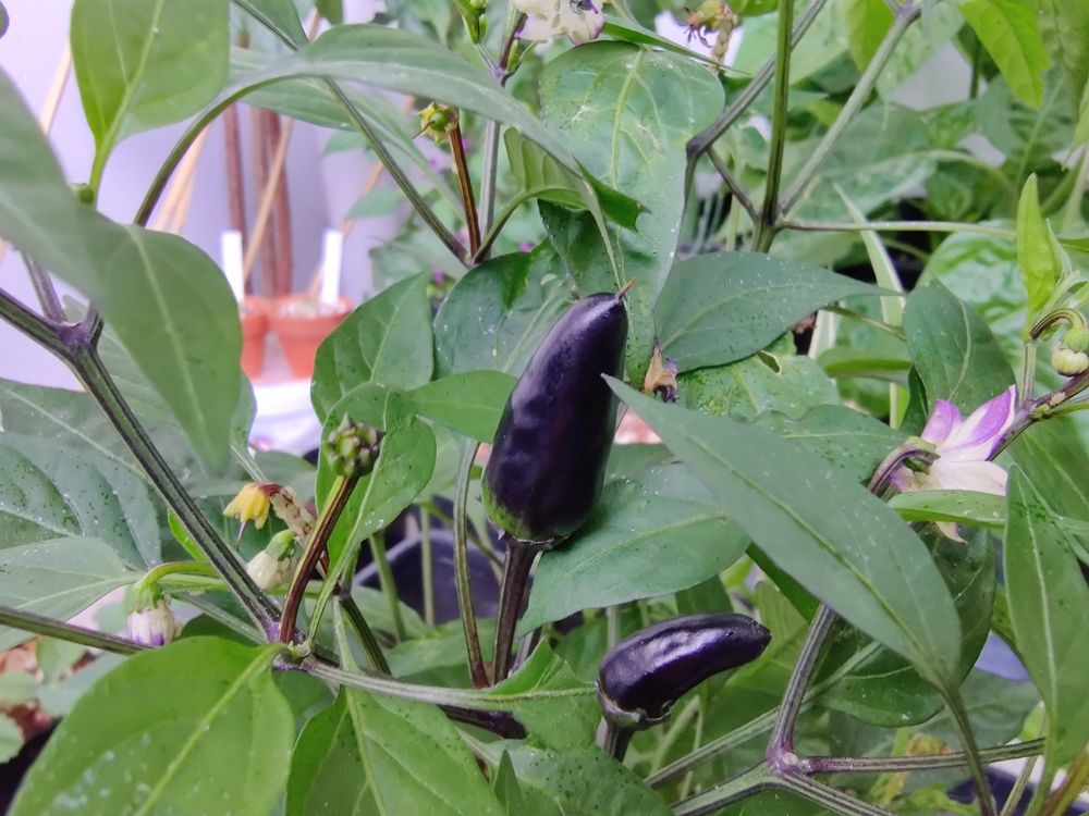 Purpur Paprika Chili 10 Samen Kaufen auf Ricardo