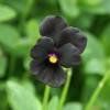 Piante & sementi: Violette noire  2x – Nuovo (secondo la descrizione) da Bremblens venduto da FIBONACCI369