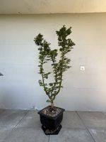 AB1.- 🍁 Acer palmatum 'Shishigashira' Bonsai 158 cm